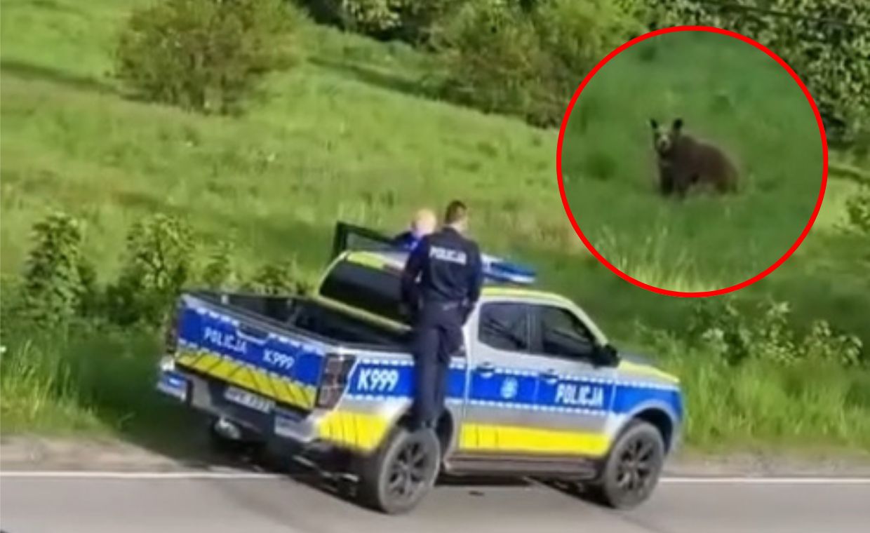 "Ręce nie mają gdzie opadać". Policja interweniowała ws. niedźwiedzi