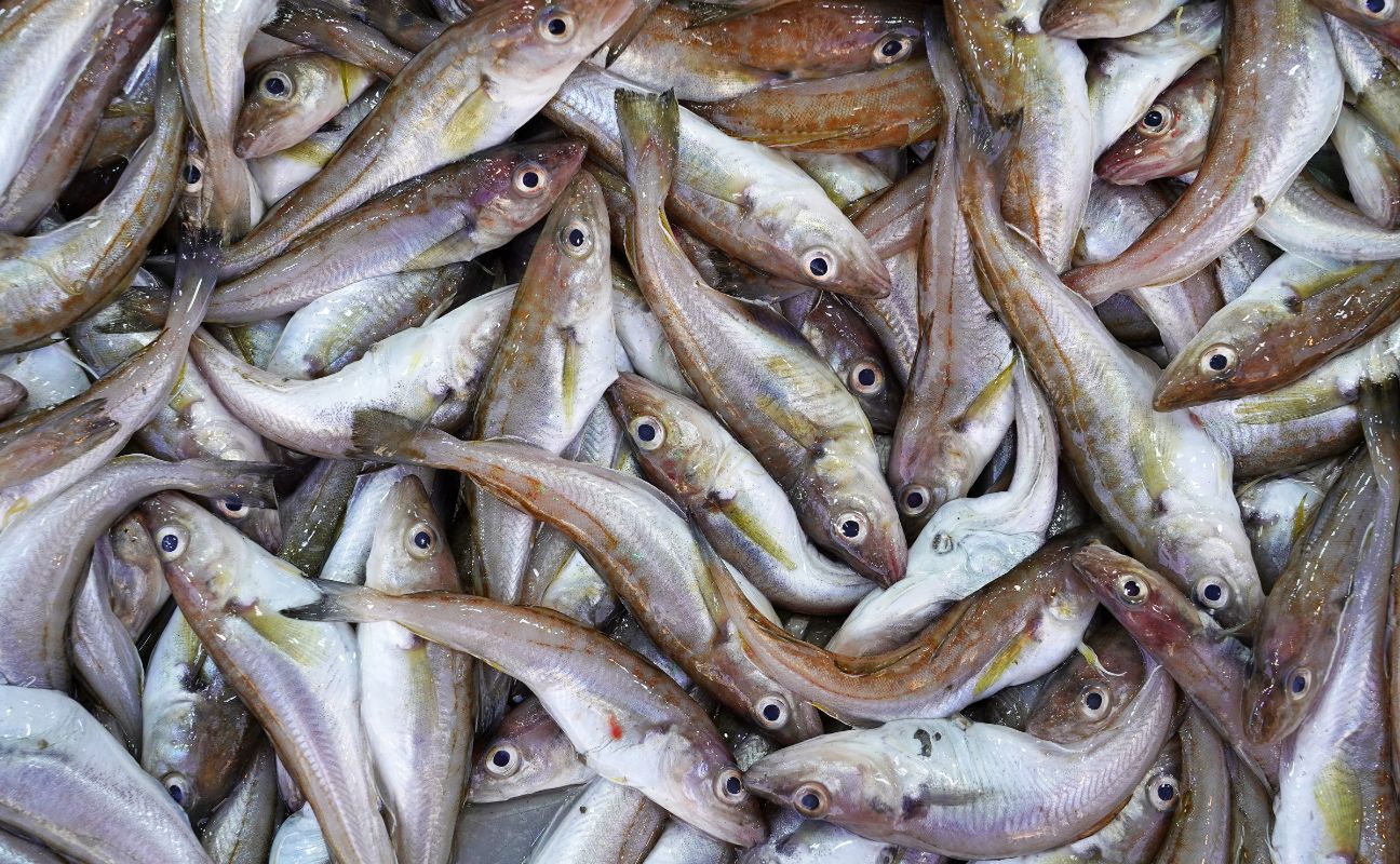 Jedz bez obaw o rtęć. W sklepie trudno o zdrowszą rybę