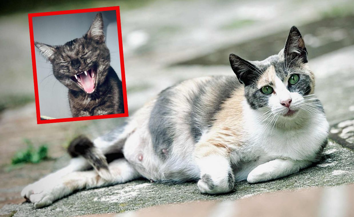 Zdumiewające odkrycie. Koty mogą pomóc w badaniach nad demencją