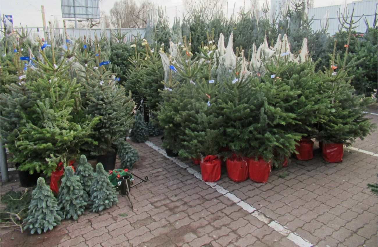 Choinki w marketach za 50 zł. Tak można się naciąć