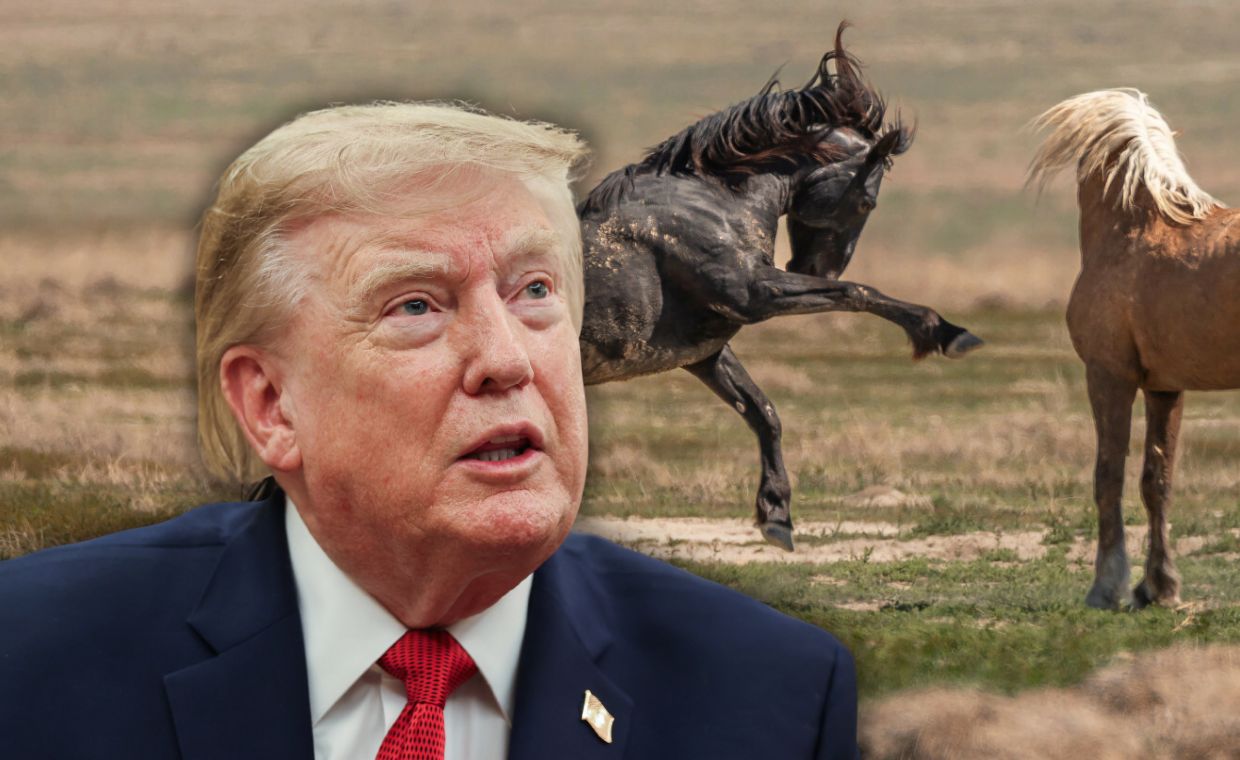Mustangi idą na rzeź? Administracja Trumpa wykorzystuje luki w prawie