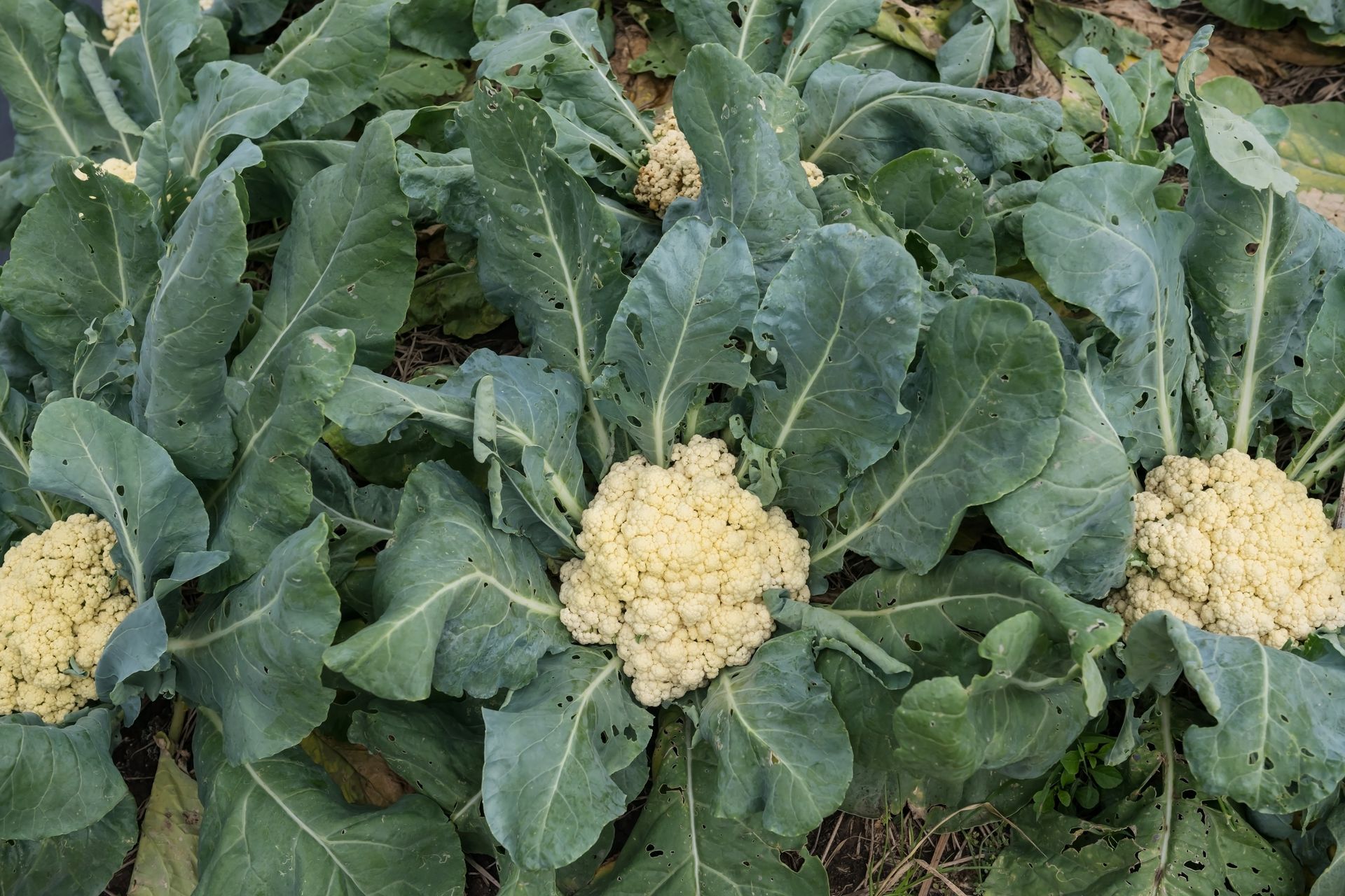 Wygląda jak pomalowany. Taki kalafior to prawdziwa skarbnica witamin