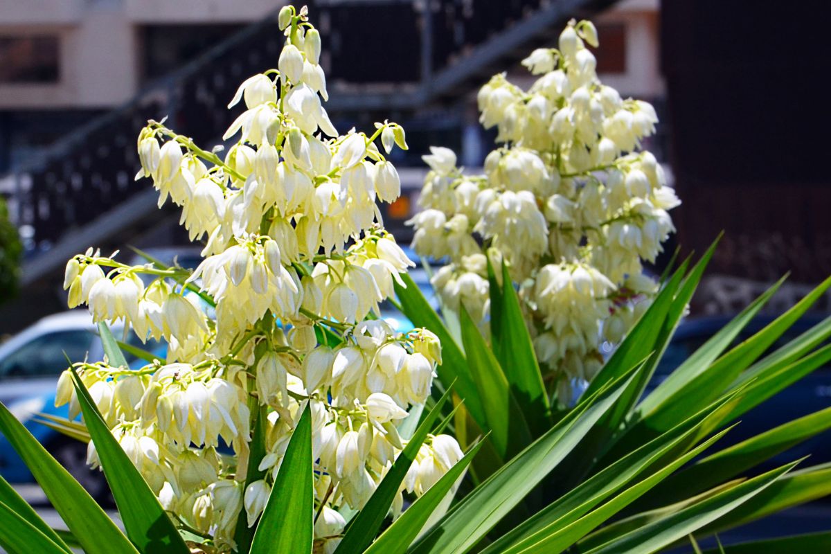 Mało kto wie, iż te kwiaty są jadalne. Możesz nadziać serkiem albo dodać do jajecznicy