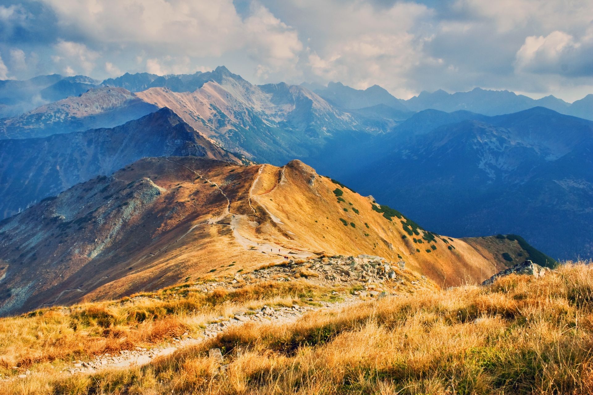 Ta roślina barwi Tatry na czerwono. I trzyma zbocza w ryzach