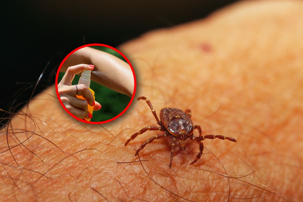 Które preparaty na kleszcze nie działają? Specjalista z SSGW ostrzega