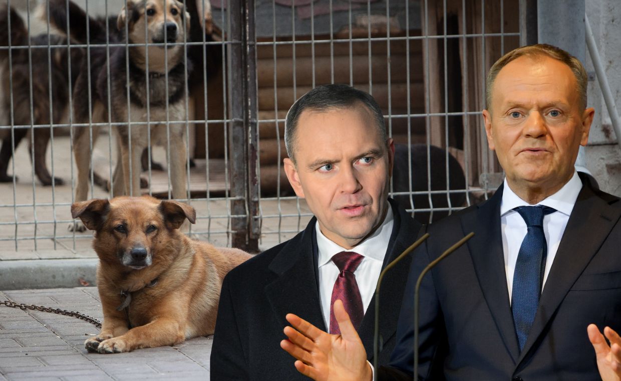 Nawrocki uderzył w psy na łańcuchach. Dosadny komentarz Tuska