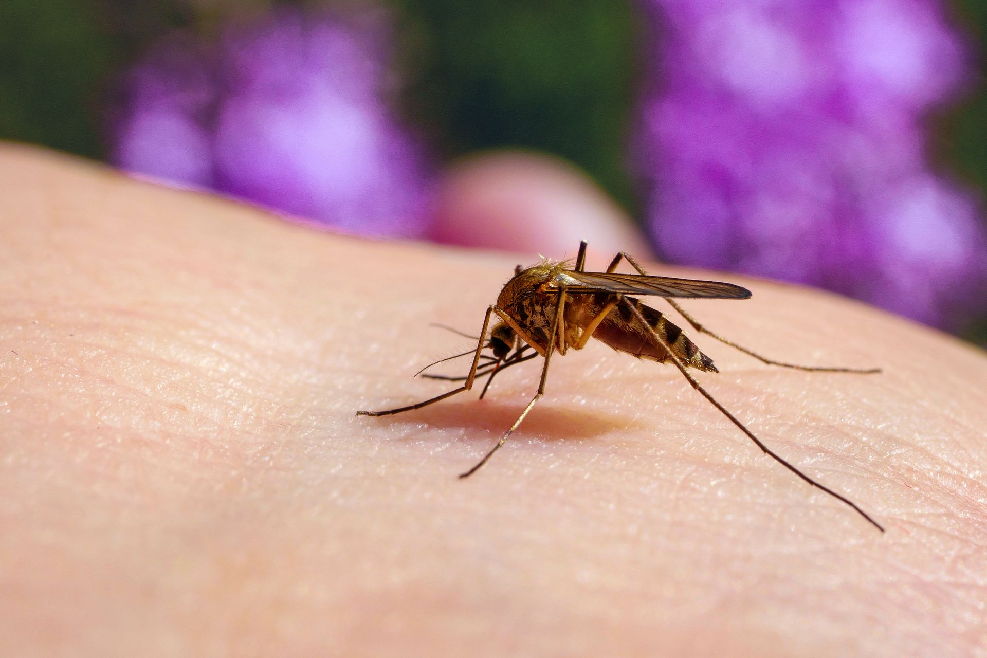 Grozi nam plaga komarów? Ekspert alarmuje: Pogoda idealna