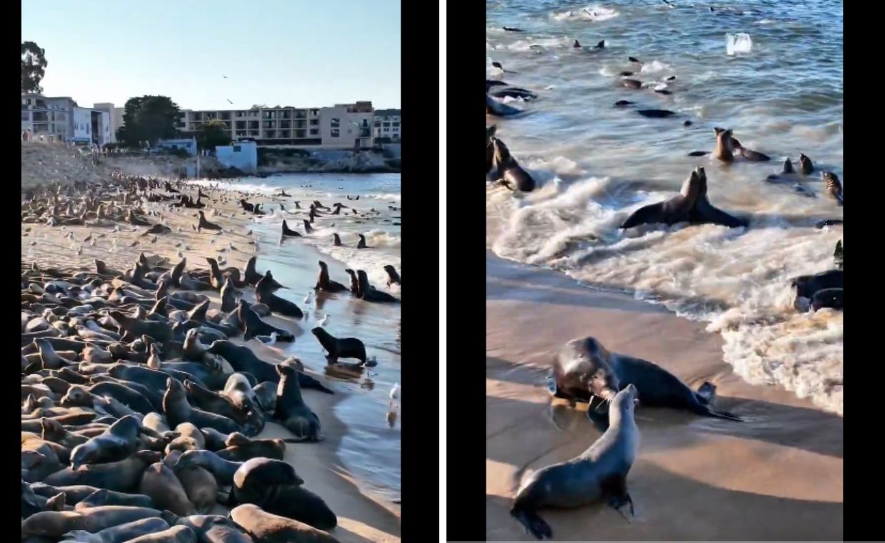 Królowe plaży. Uszanki opanowały Monterey