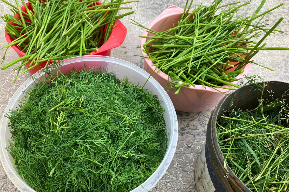 Często lądują w koszu. Mama mrozi i dodaje do rosołu