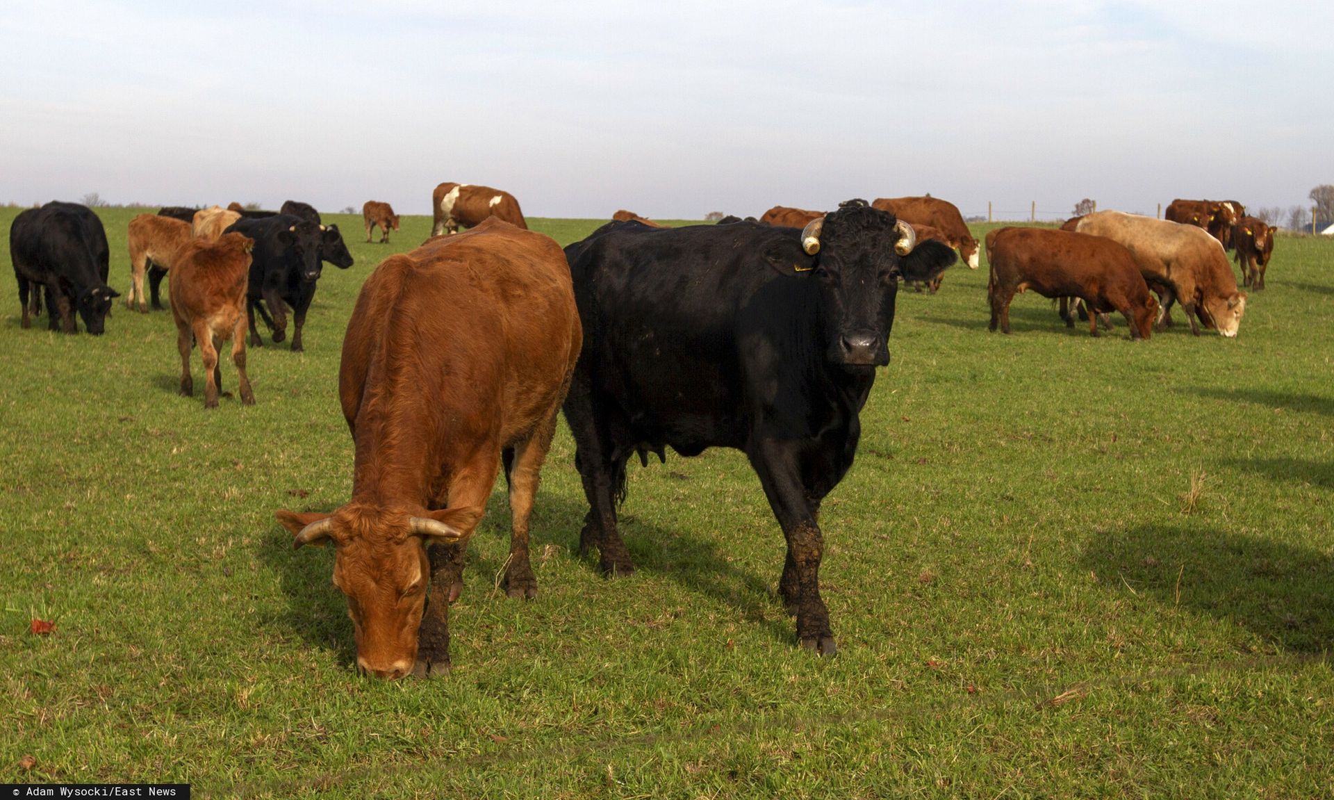 Pierwszy taki transport z kraju Mercosur. Oto szczegóły