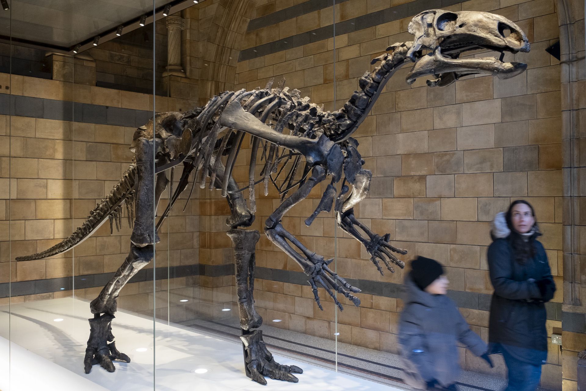Nowy gatunek dinozaura z Wielkiej Brytanii. Nazwano go na cześć męża i ojca