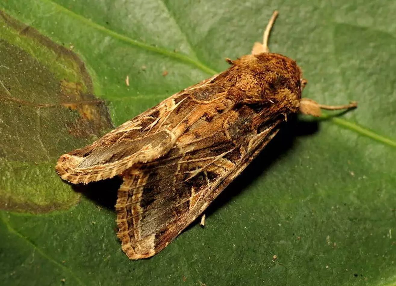 Ćmy reagują na dźwięki. Nie tylko te wydawane przez ludzi