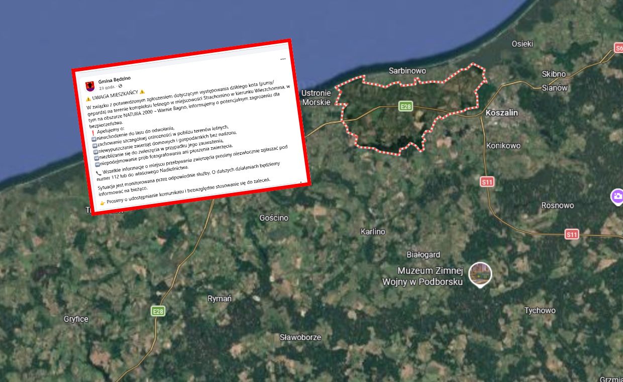 Blady strach w gminie Będzino. W lasach grasuje puma lub gepard