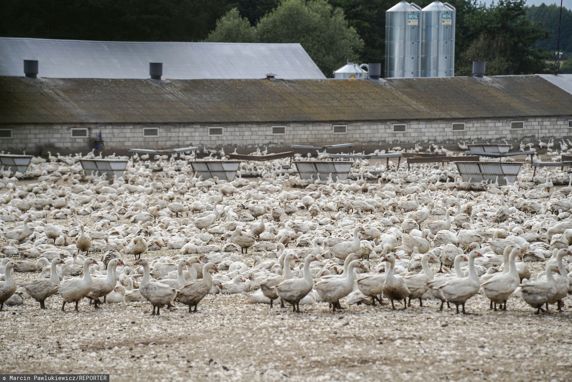 W 2024 roku rolnicy dostali 243 mln zł. Większość za wybity drób