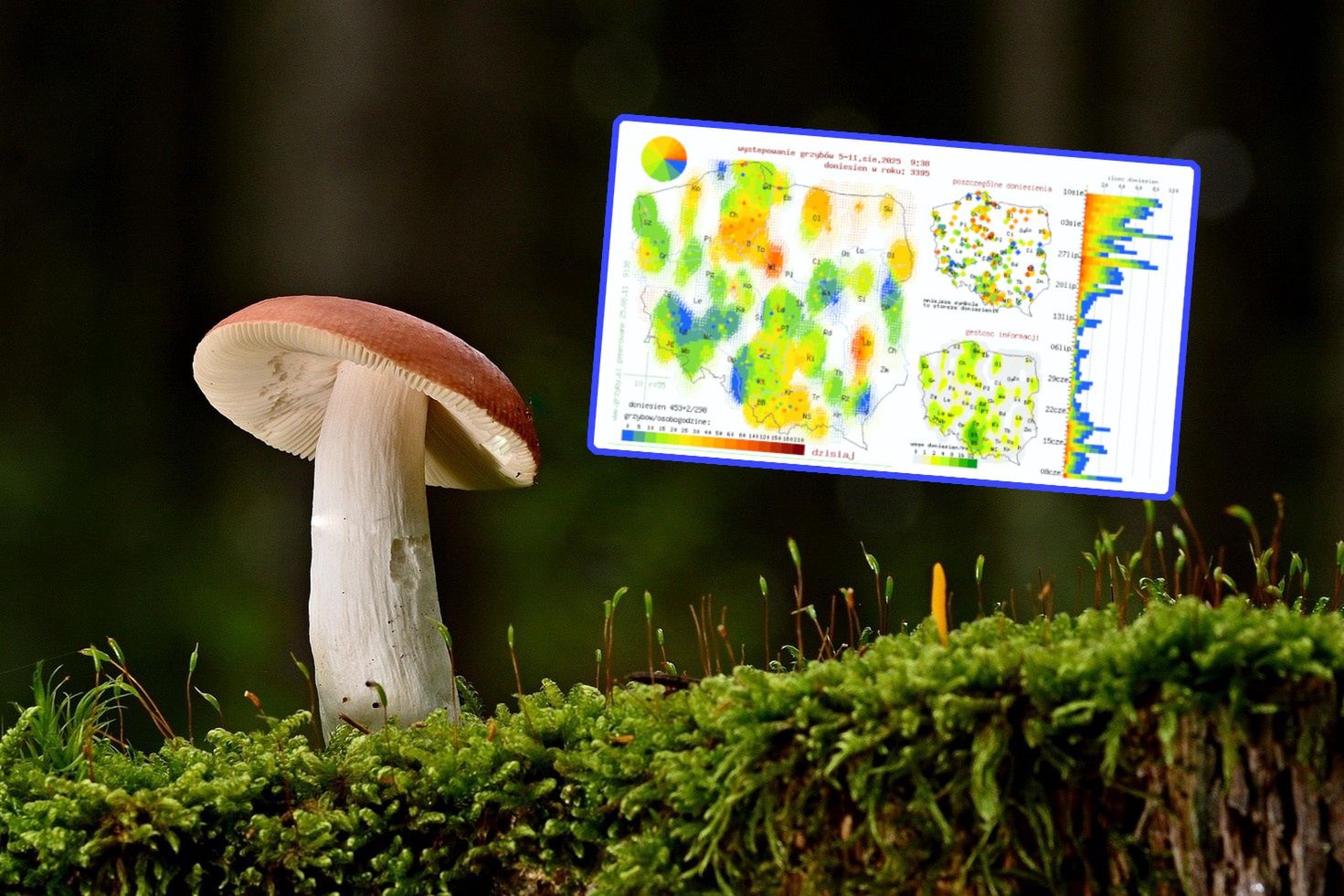 Sezon na grzyby. Internetowa mapa wskaże, gdzie szukać