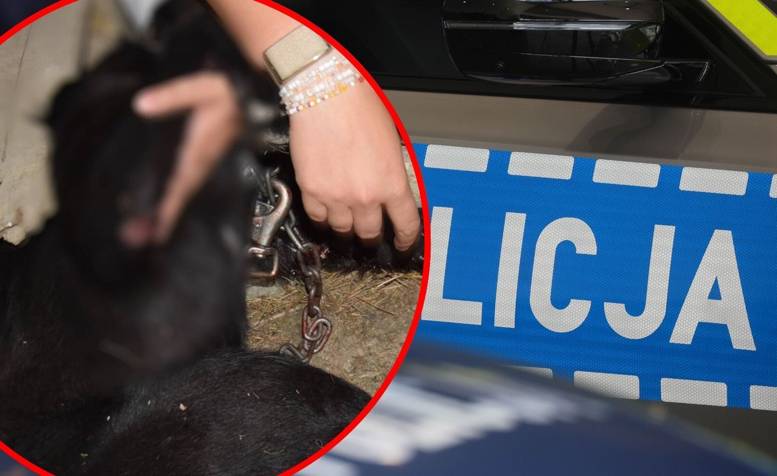 Kobieta ciągnęła psa za samochodem. Ślady krwi na ulicy