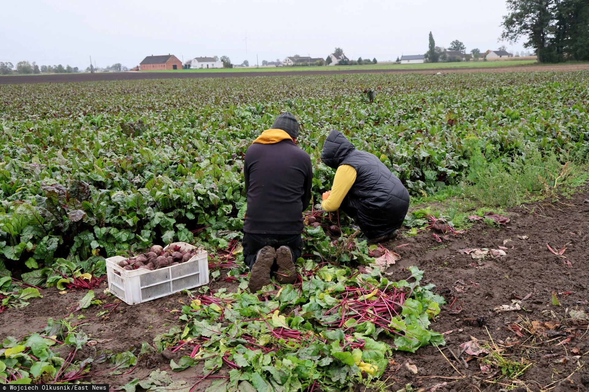 Warzywa gniją na polach. Rolnicy w tarapatach