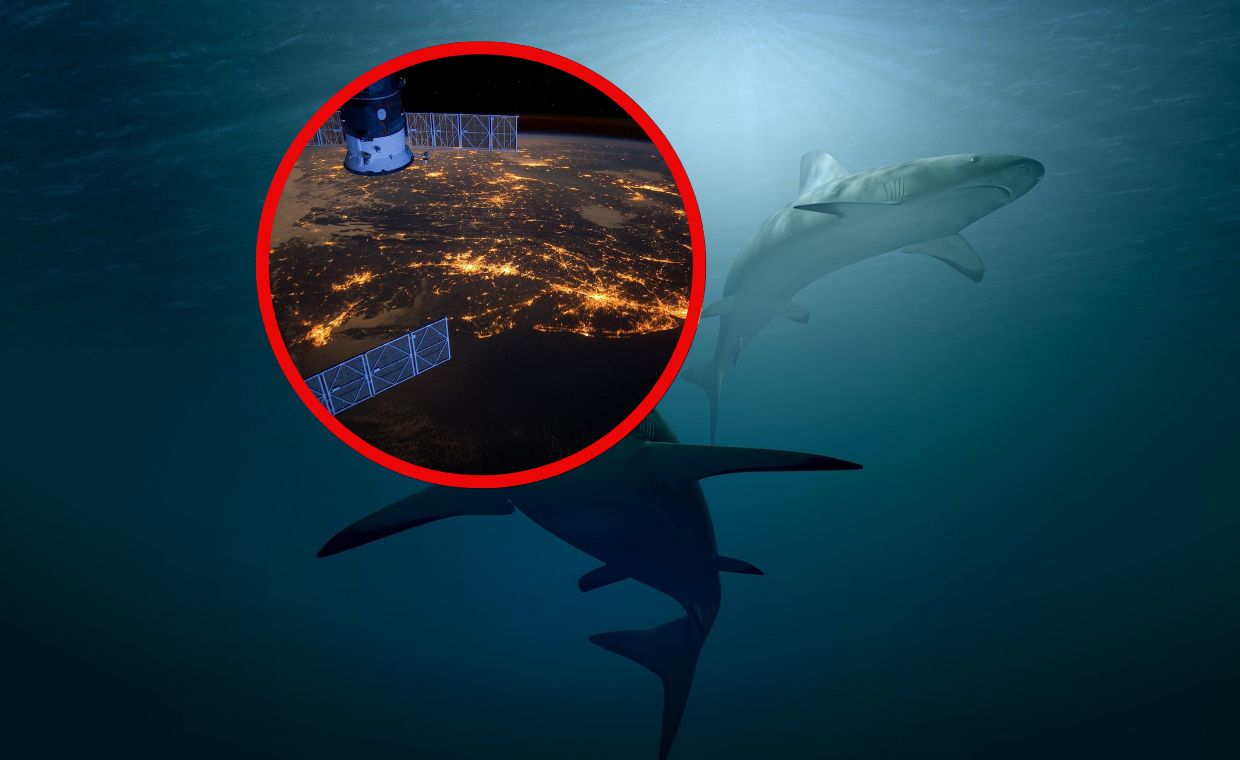 Śledzą rekiny z kosmosu. Przełomowy program w turystycznym raju