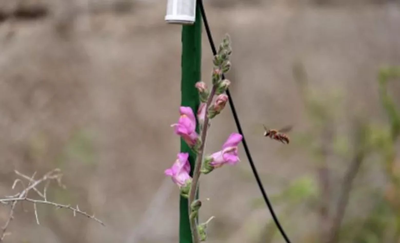 Bzyczenie ma znaczenie. Rośliny "nawołują" zapylaczy?