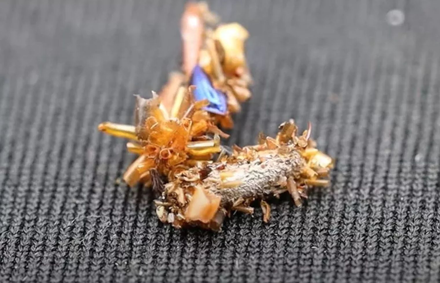 "Kolekcjonerka kości". Badacze opisali niezwykłą gąsienicę