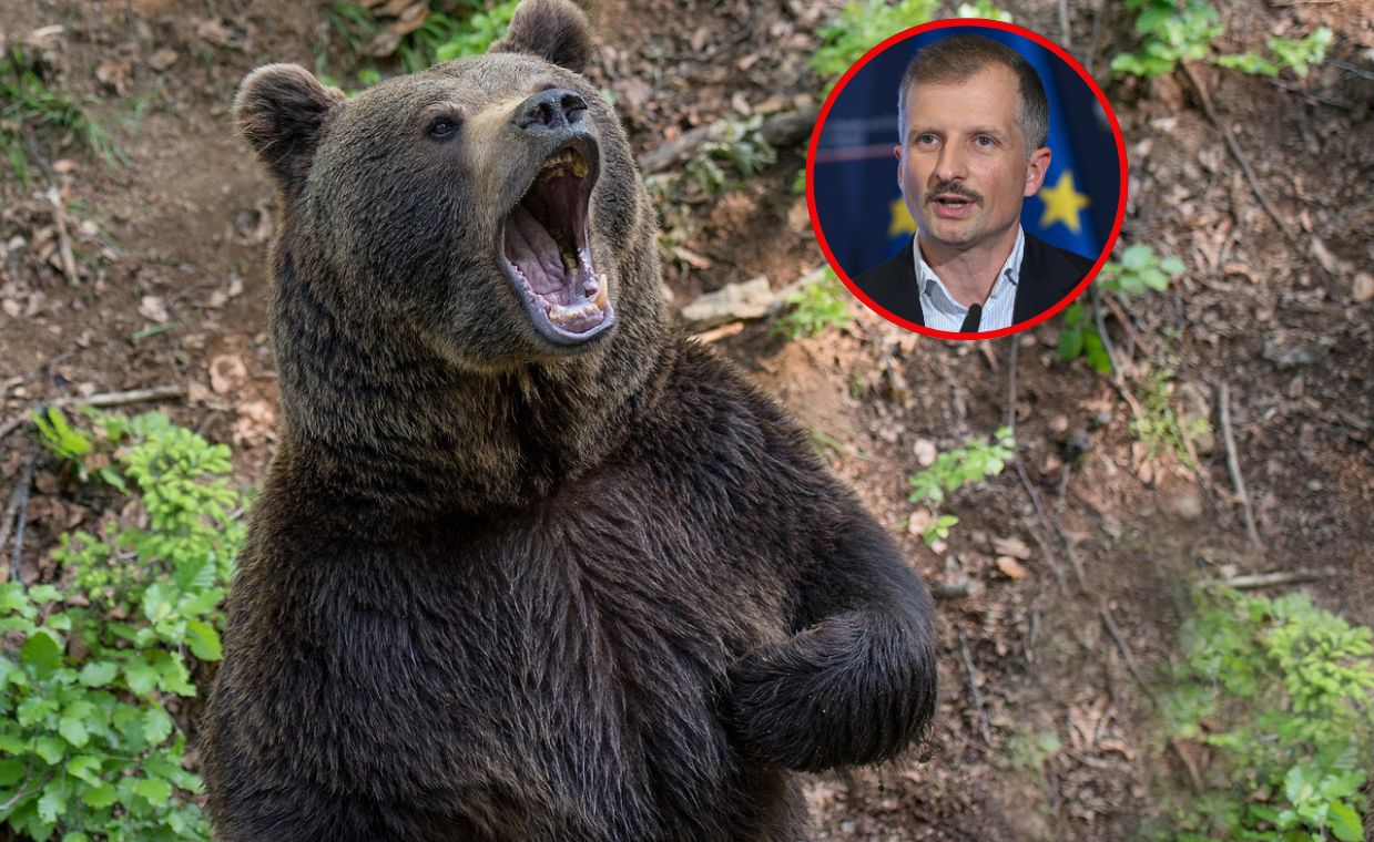 Niedźwiedzie z Cisnej. Wiceminister zdecydował o ich losie