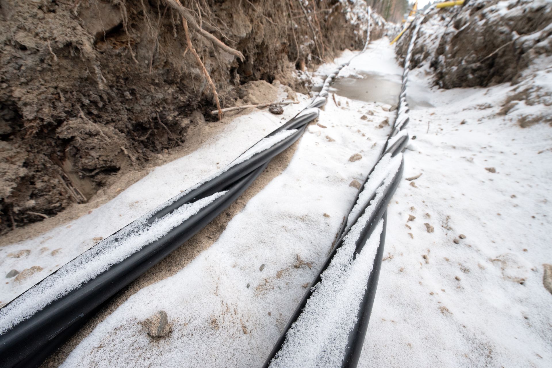 Szczury "zjadły" internet w Londynie. Powód problemów zaskakuje
