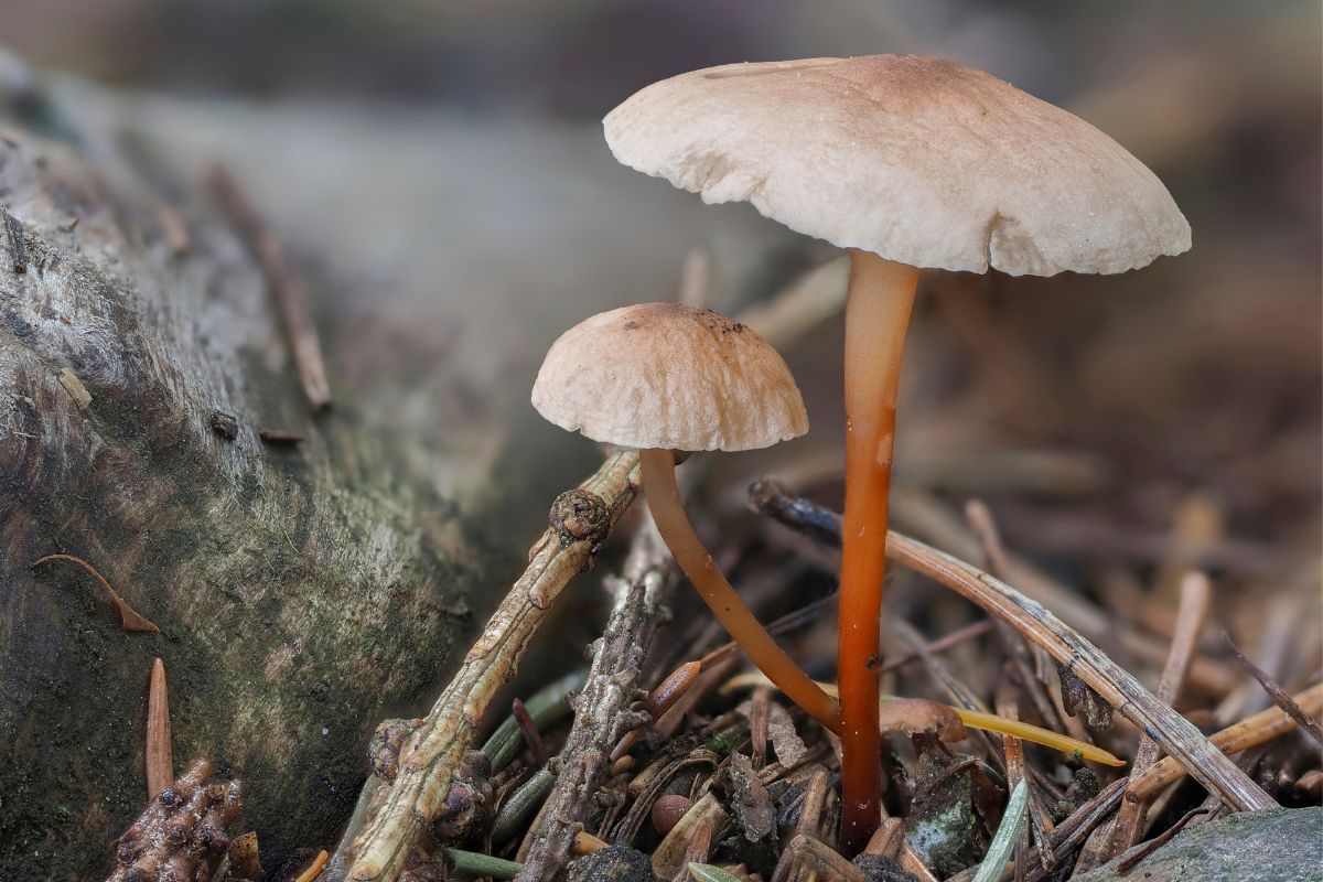 Niepozorny, wątły grzybek. Wytrawni grzybiarze wiedzą, jak jest pyszny i aromatyczny