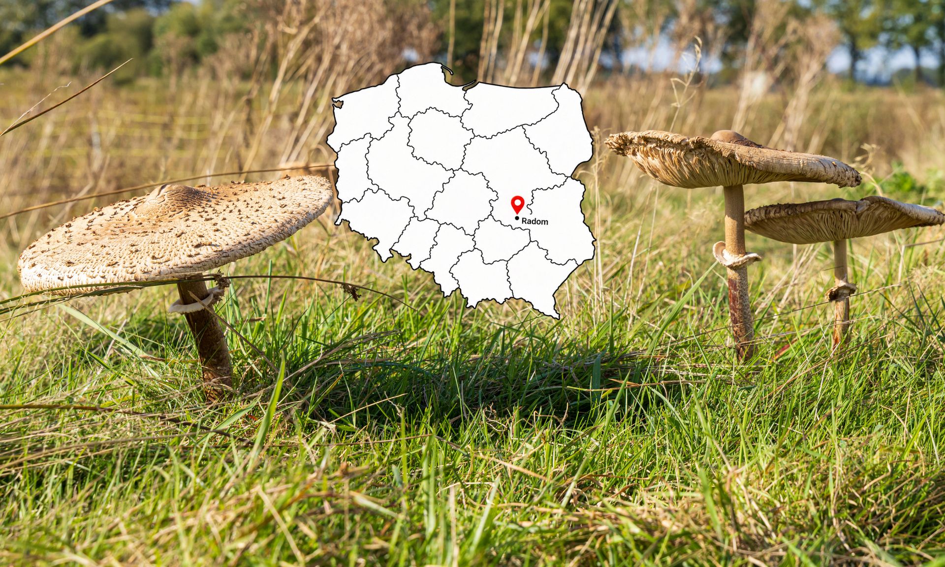W lasach pojawiły się kanie. Gdzie szukać pierwszych okazów już w sierpniu?