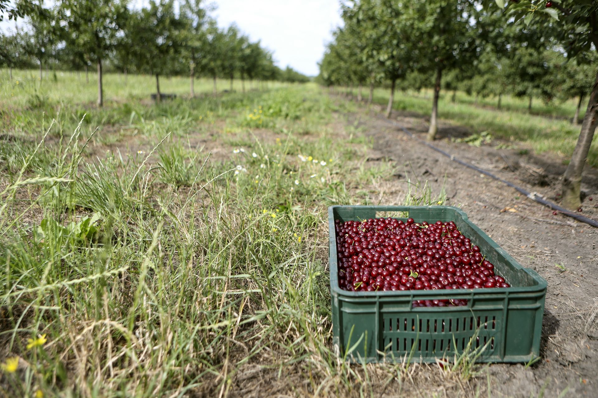 Przymrozki zniszczyły polskie sady. Te owoce najbardziej ucierpiały