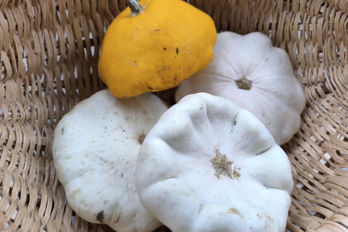 Otrzymałem od sąsiadki piękne patisony. Zamieniłem je w obiad, który zniknął w mig