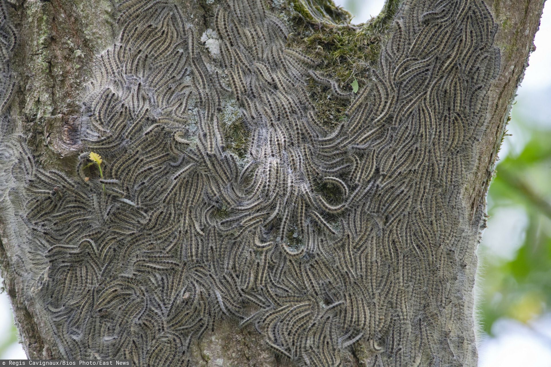 Inwazja korowódki dębówki w Niemczech: zagrożenie dla mieszkańców