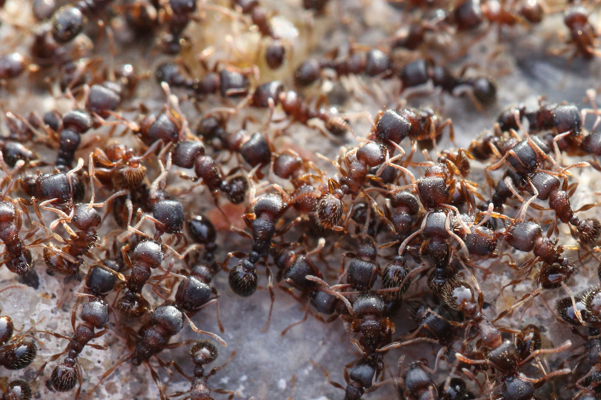 Dystansowały się podczas COVID-19. To ich sprawdzona taktyka