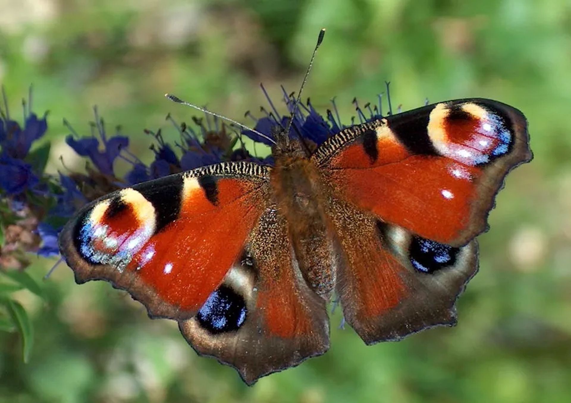 Mają 236 mln lat. Najstarsze skamieniałości motyli