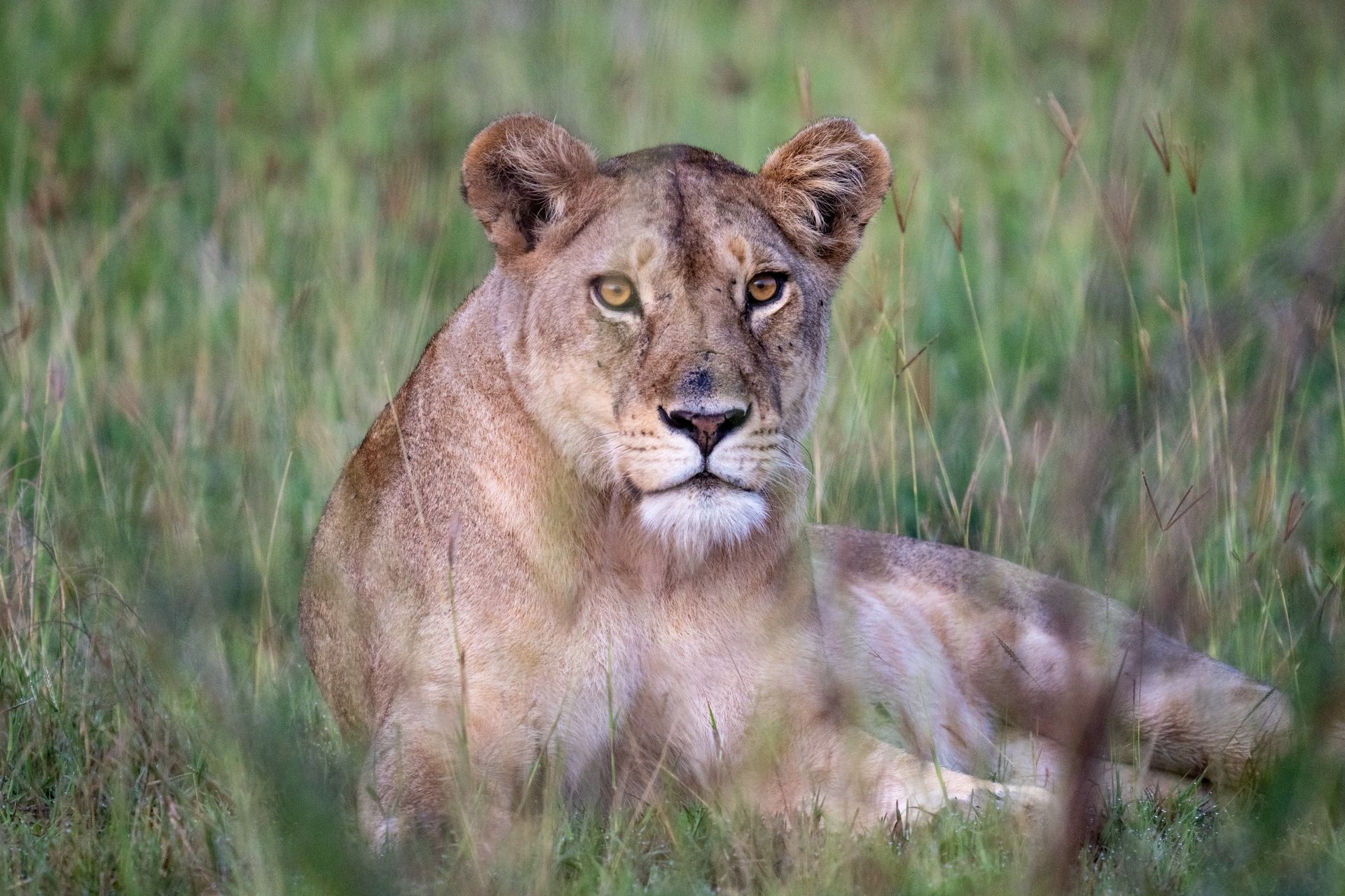 Straszniejsi niż lwy. Ich boją się bardziej na sawannie