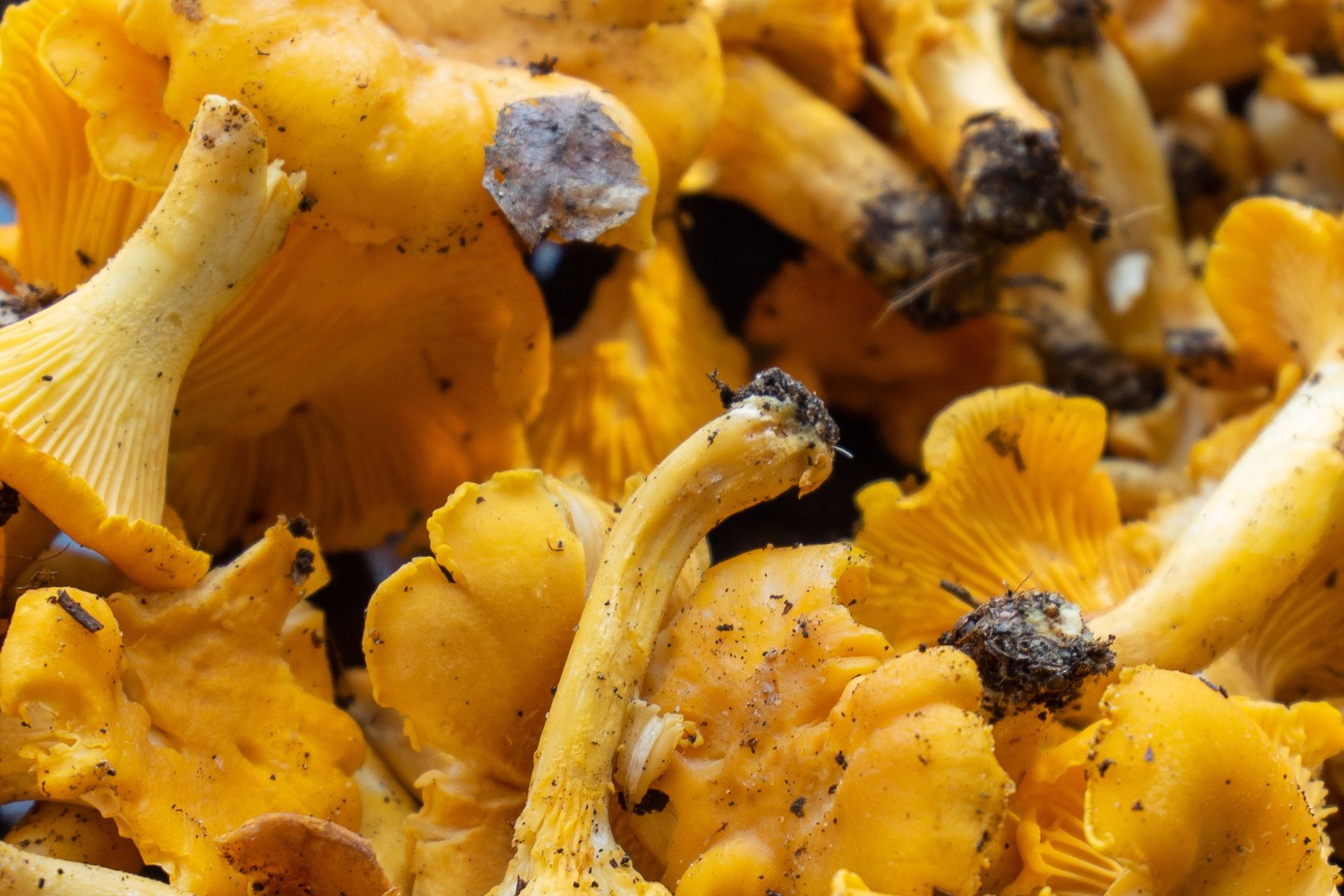 "Złoto lasów" już się pojawiło. choćby doświadczeni grzybiarze się tego nie spodziewali