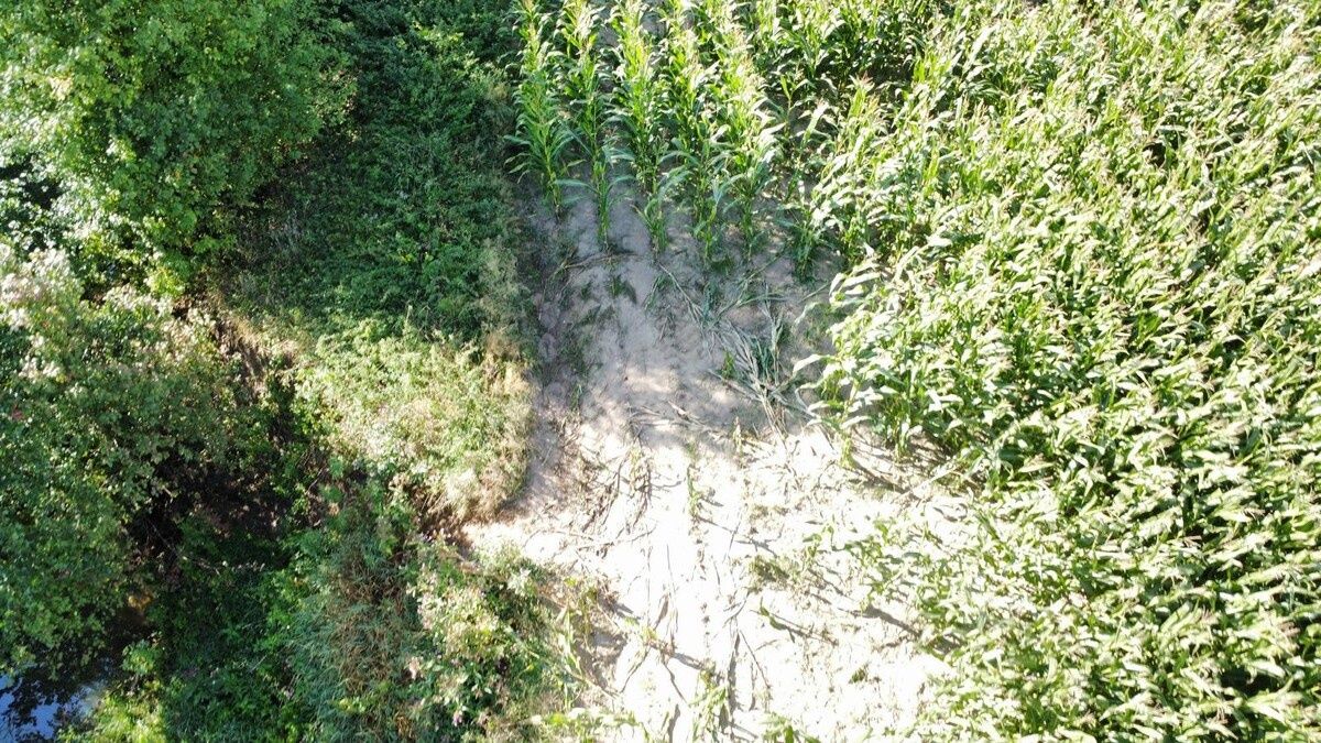 Zniszczyli kukurydzę hulajnogami. Straty idą w tysiące złotych