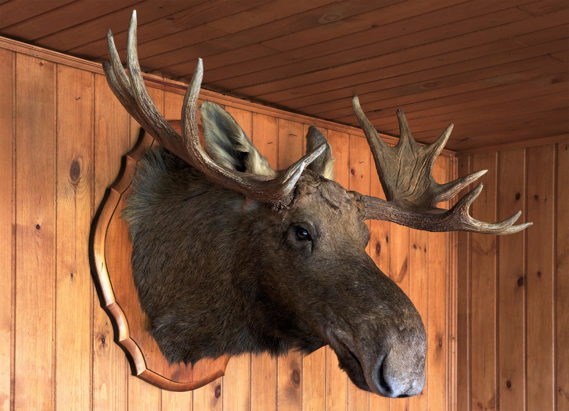 Restauracja wygrała z Magdą Gessler. Poszło o głowę łosia