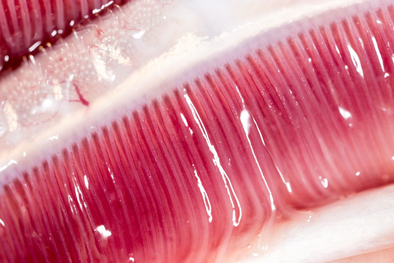 Zapomniana polska ryba, a niedługo zaczyna się sezon. Żyje tylko w czystych i dobrze natlenionych wodach