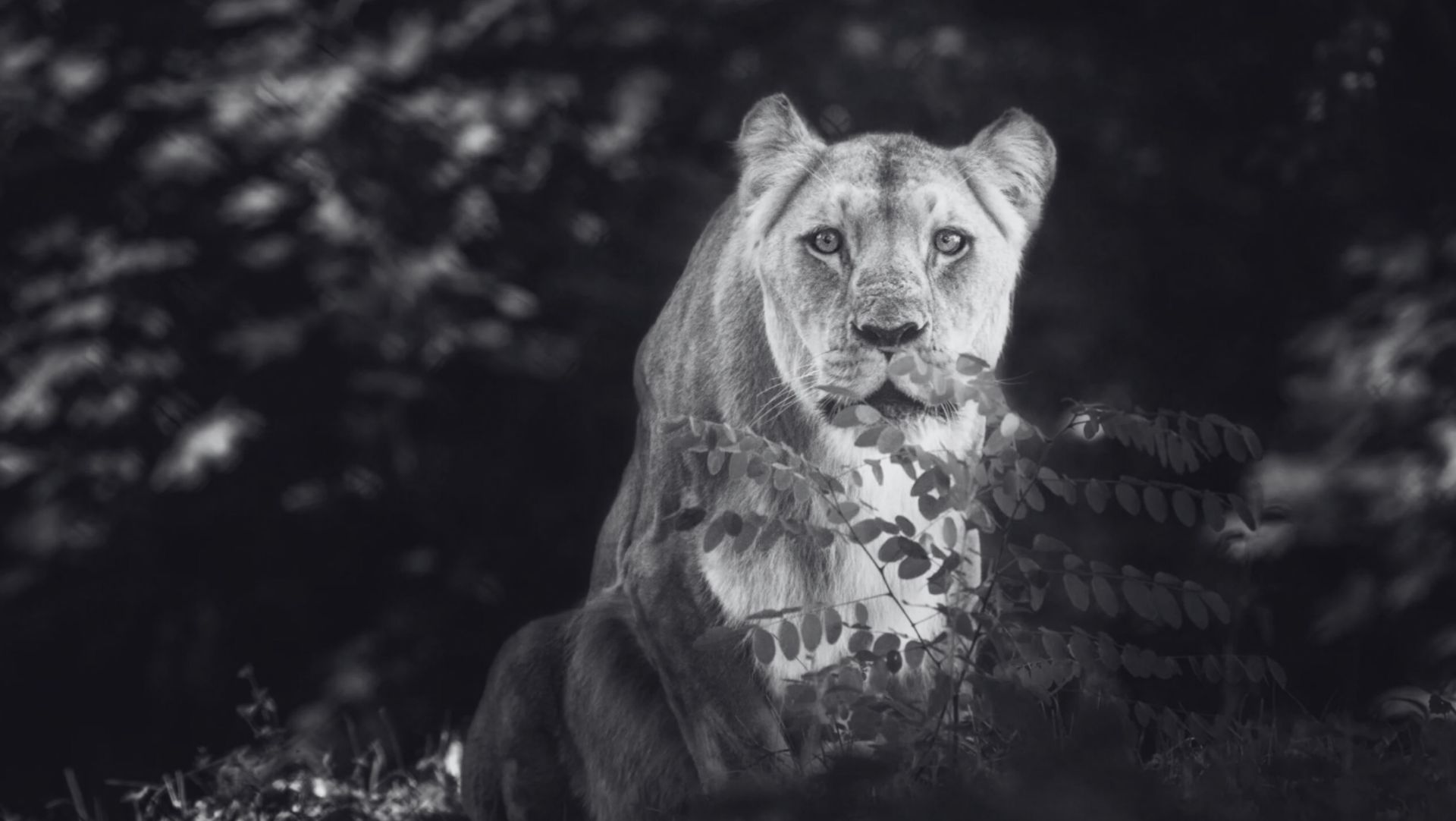 Nie żyje królowa wrocławskiego zoo