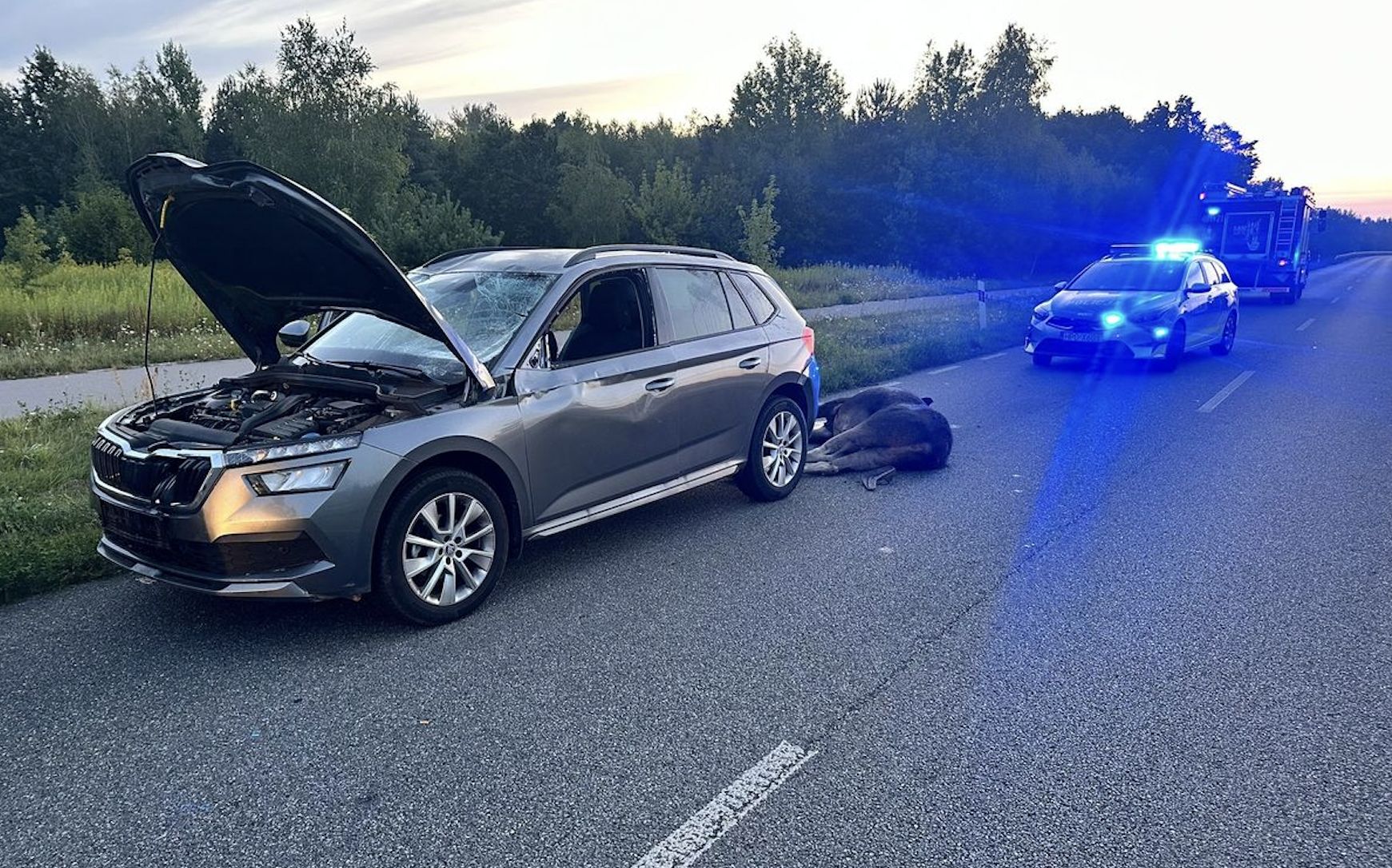 Łoś na drodze. Doszło do kolizji