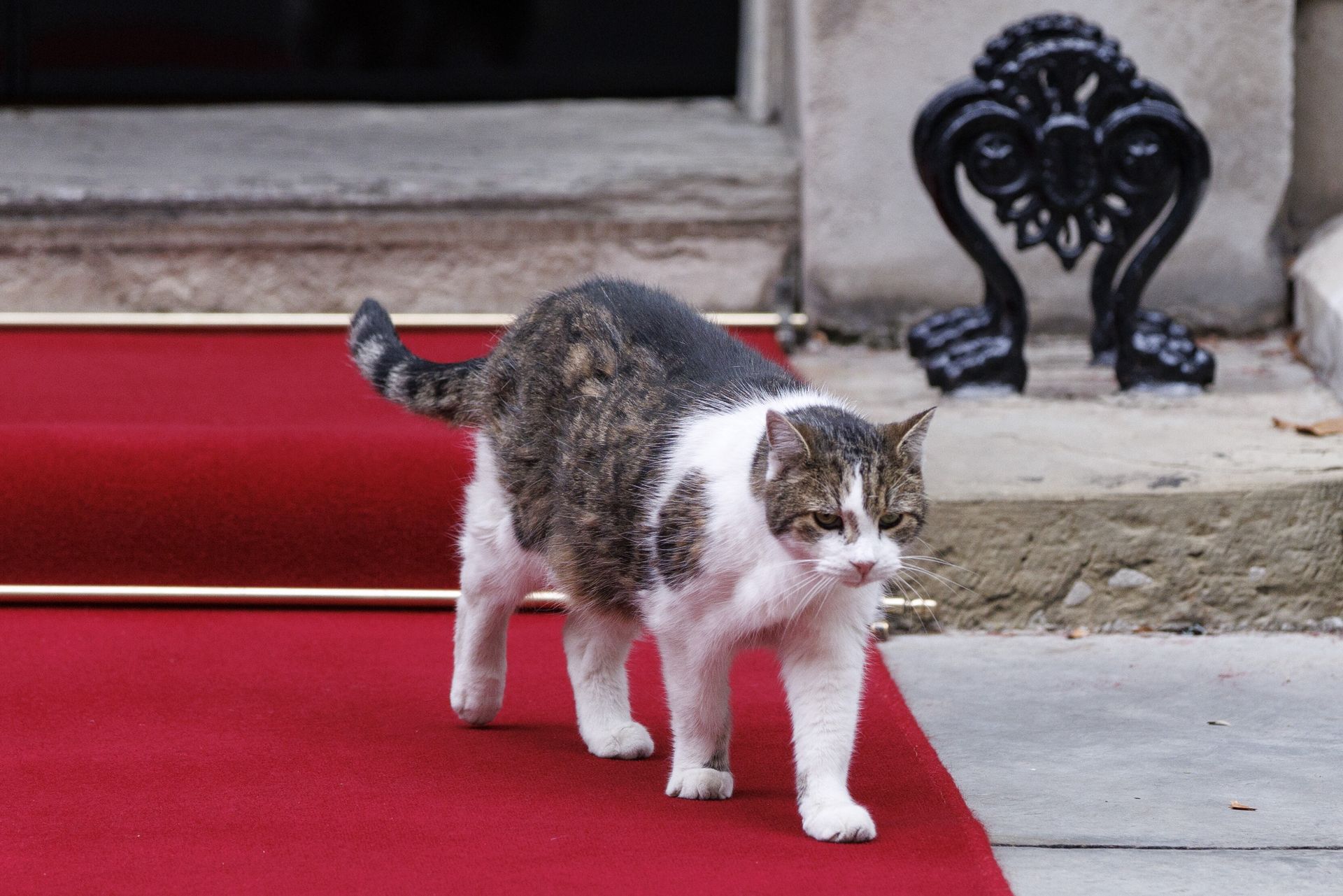 To łączy koty i ludzi. One też rozwijają tę chorobę