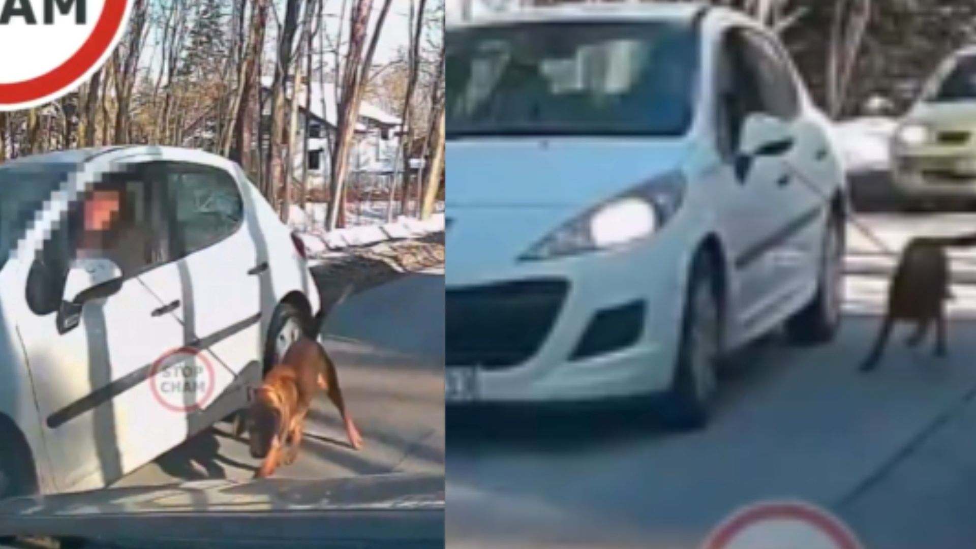 Skandaliczne nagranie spod Warszawy. Jest reakcja policji