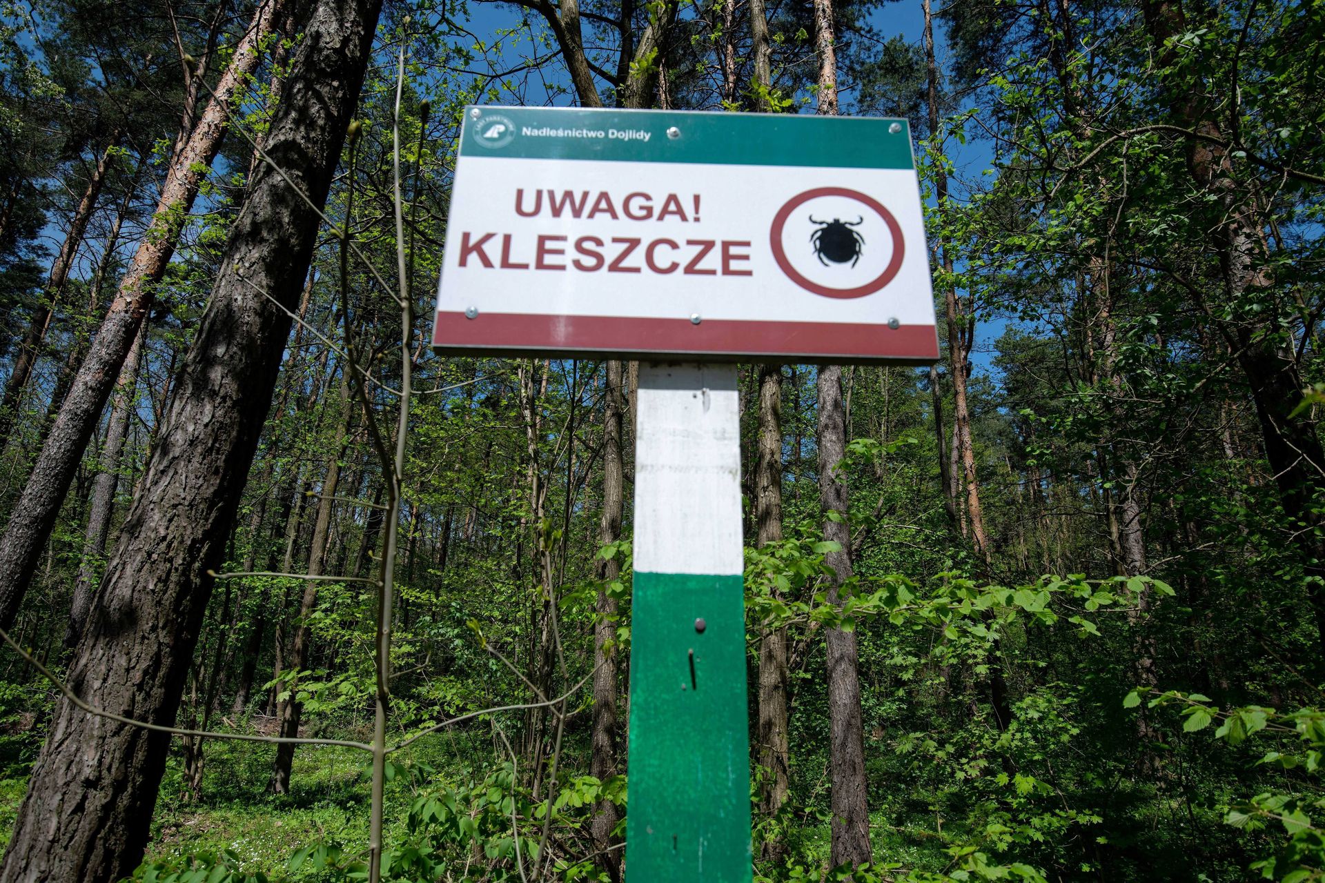 Wzrost zakażeń boreliozą. Eksperci alarmują