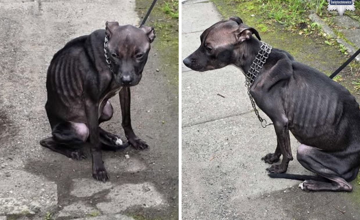 Została z niej skóra i kości. Są zarzuty za śmierć suczki