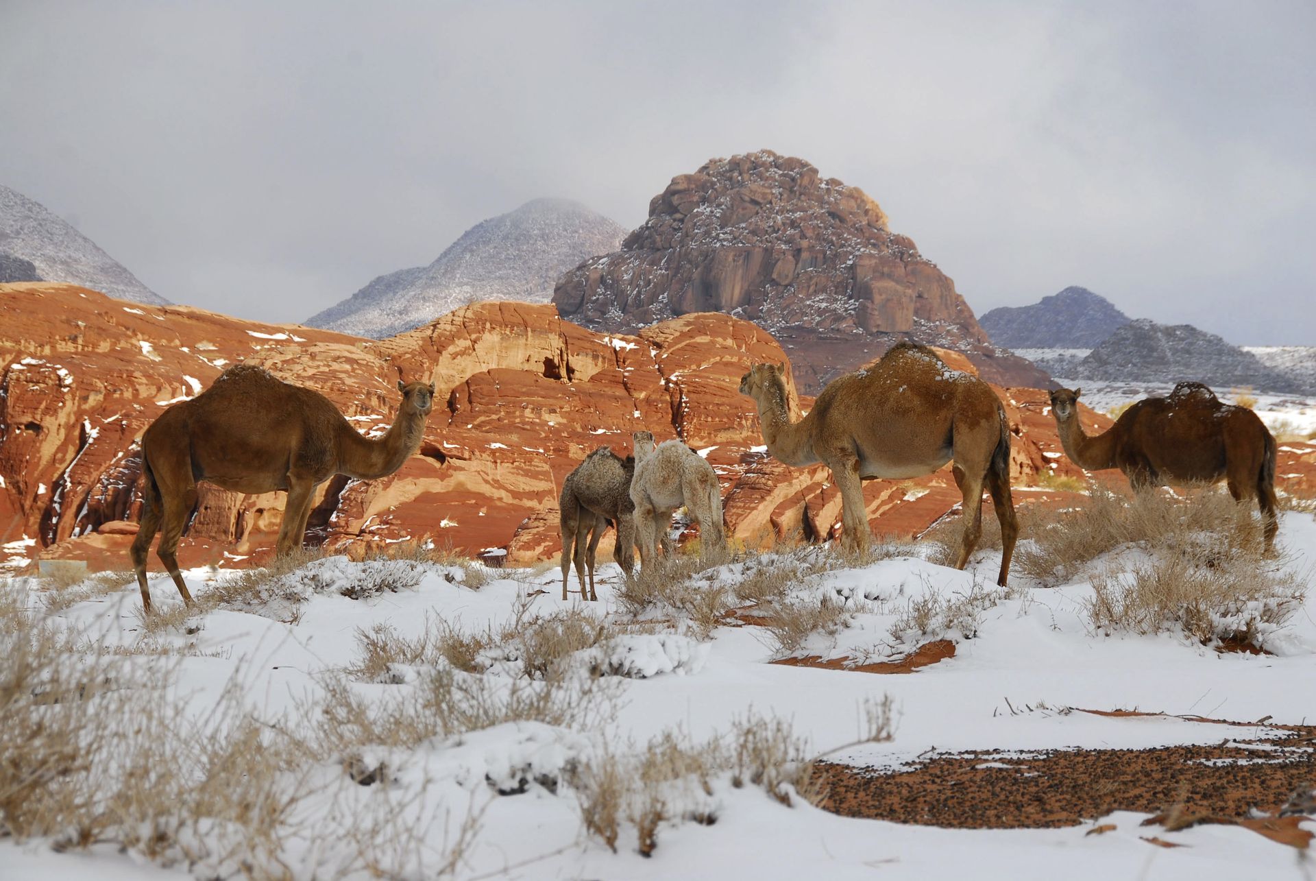 Arabia Saudyjska. Wielbłądy brodzą w śniegu