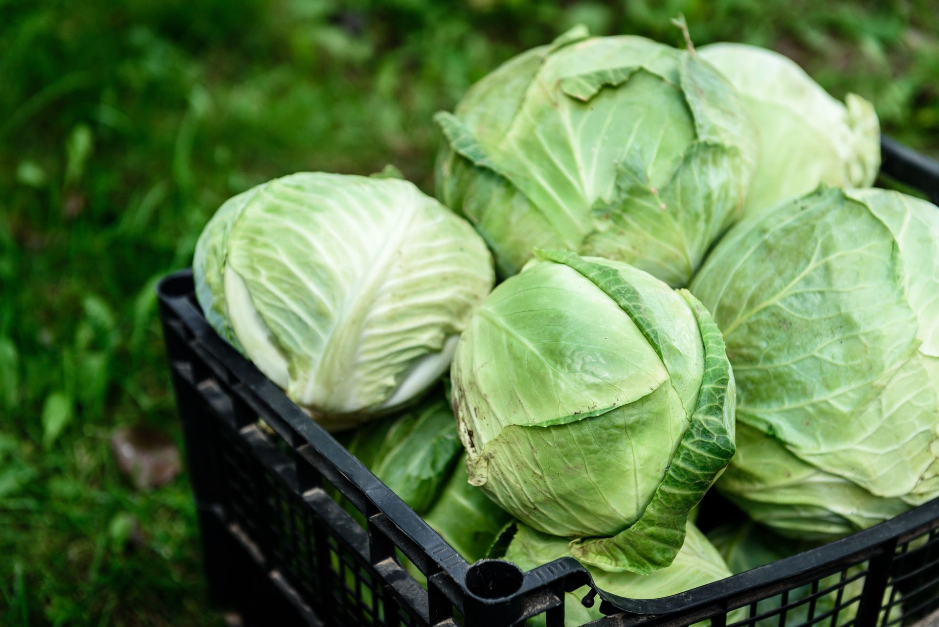 Wysłali kapustę do Polski. Import o wartości 84 mln zł. Skąd pochodzi?