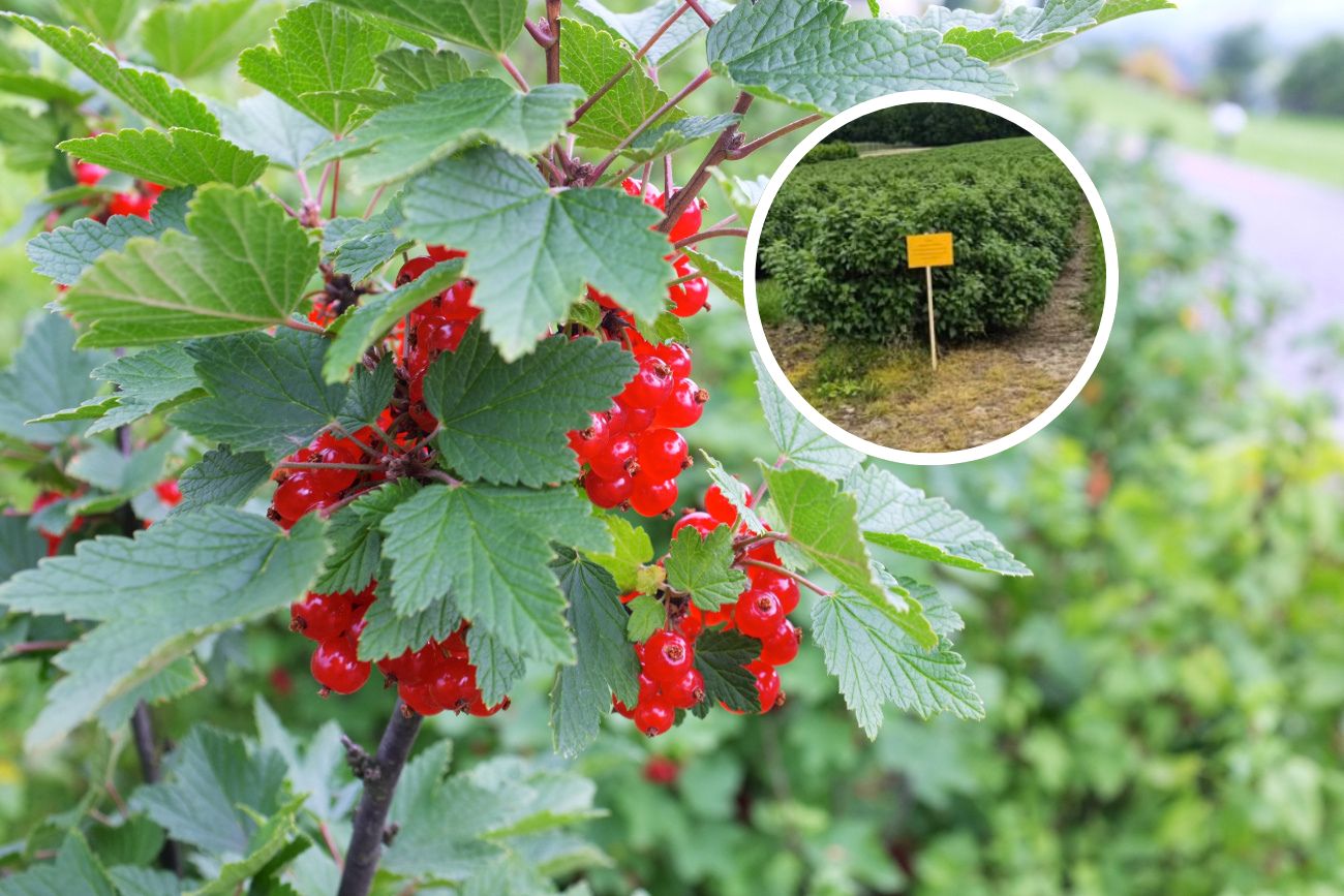 Dziwne tabliczki w sadach. Rolnicy przecierają oczy ze zdumienia