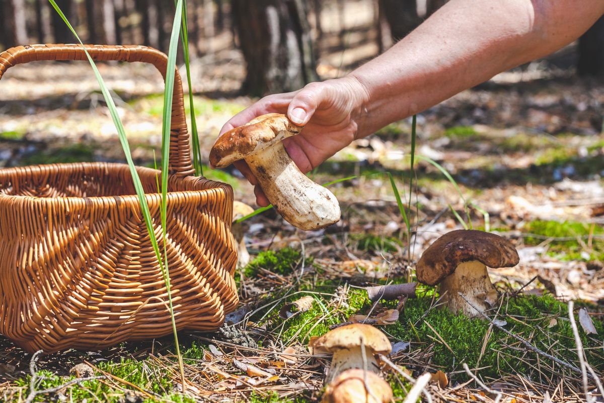 ChatGPT wskazał najlepsze miejsca na czerwcowe zbiory grzybów. Tu zbierzesz najpiękniejsze okazy