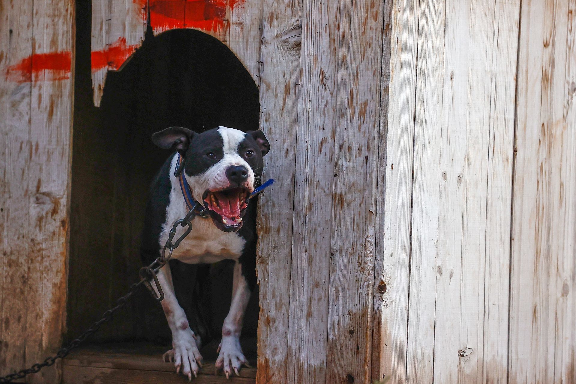 Amstaff zeszpecił twarz kobiety. Jest akt oskarżenia dla właściciela