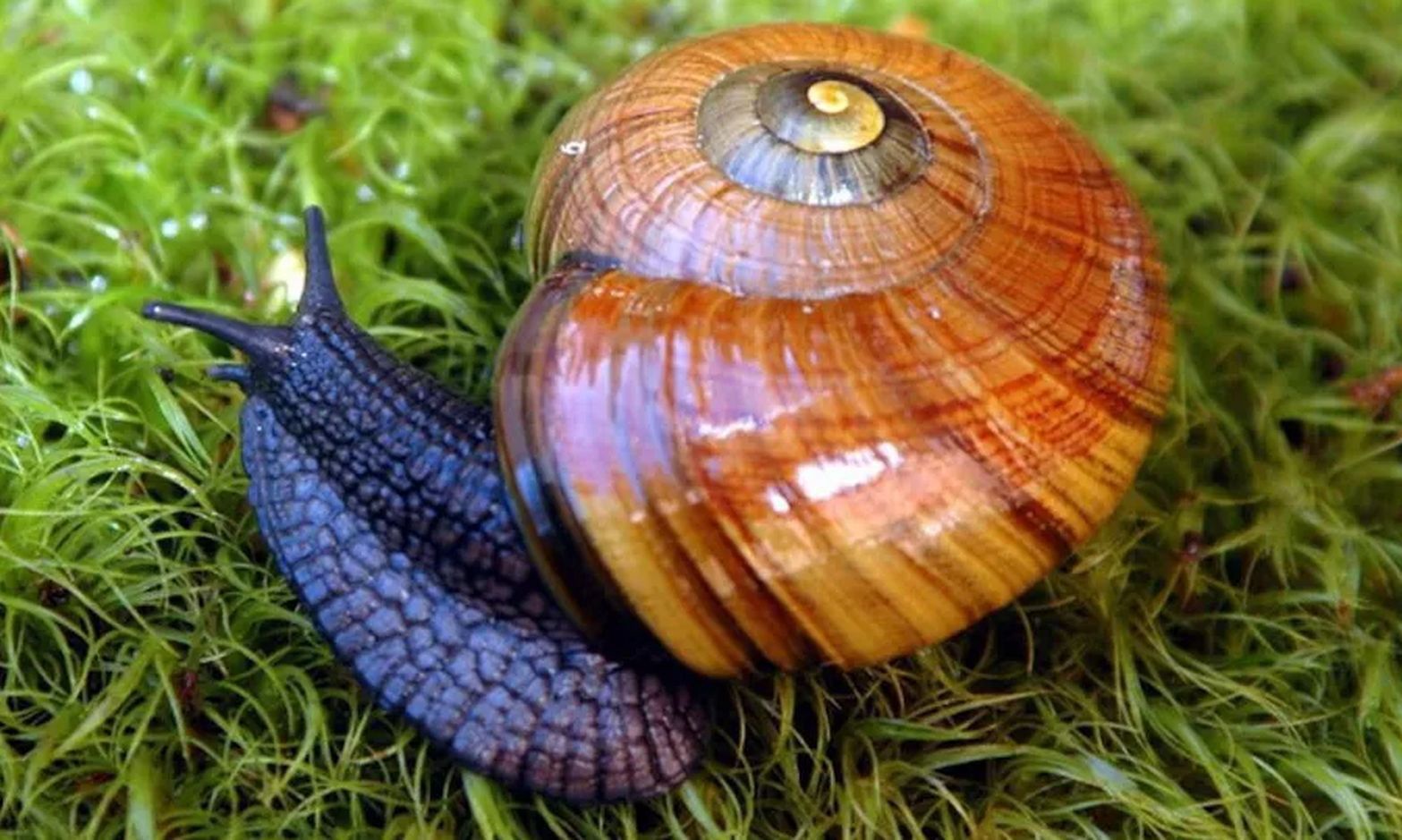 Zarejestrowany na nagraniu. Rzadki ślimak z Nowej Zelandii